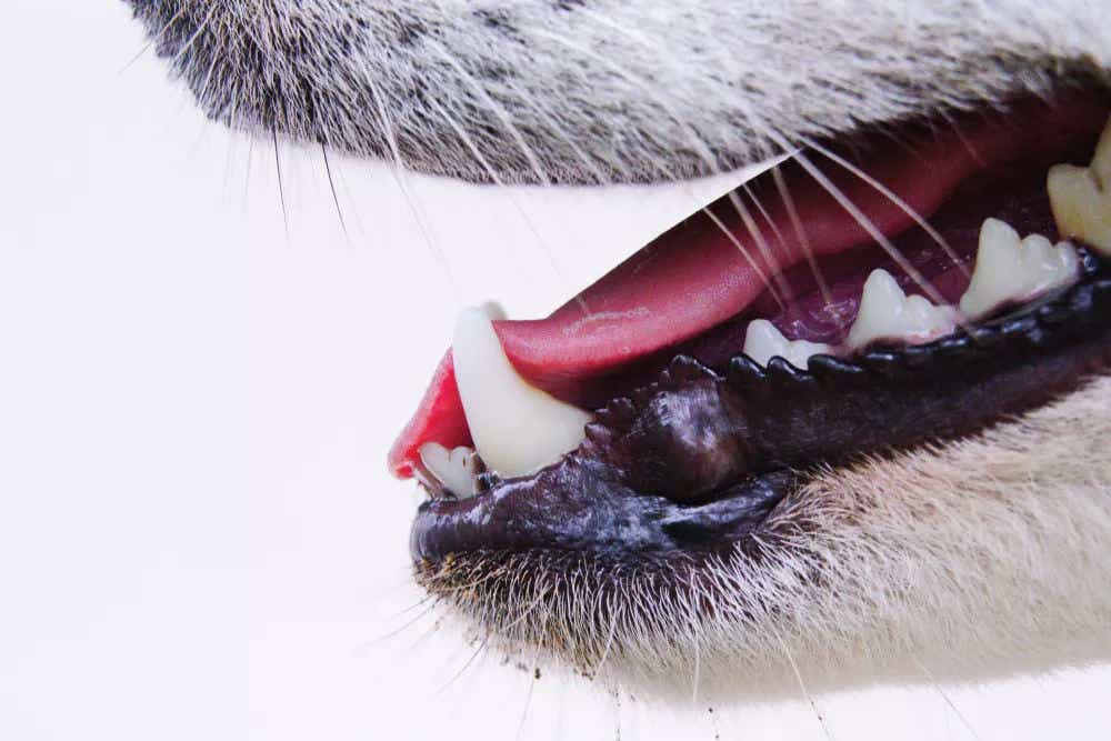 dog teeth